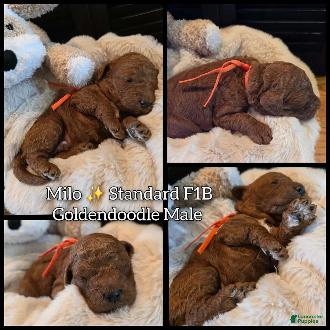 Goldendoodle dogs for sale: Milo  - Ad 1