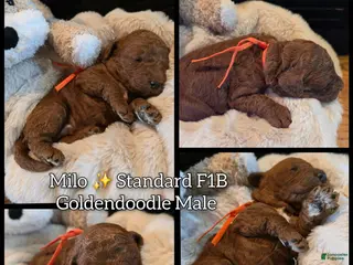 Goldendoodle dogs for sale: Milo - Ad 2