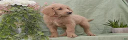 Goldendoodle dogs for sale: Blake - Ad 3