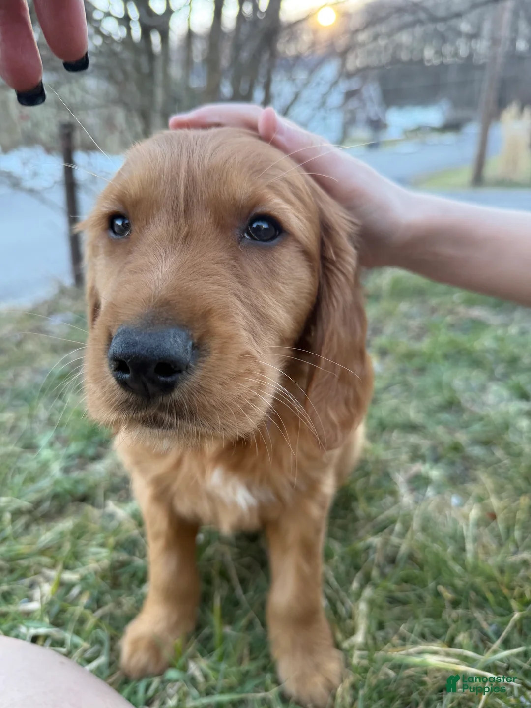 Golden Retriever dogs for sale: Bronco-dark blue - Ad 2