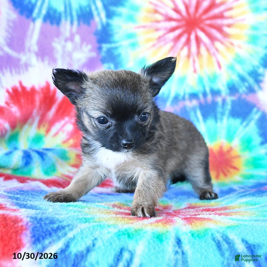 Mixed Breed dogs for sale: Mocha - Ad 2