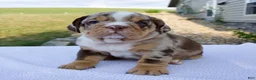 Beabull dogs for sale: Teddy - Ad 5