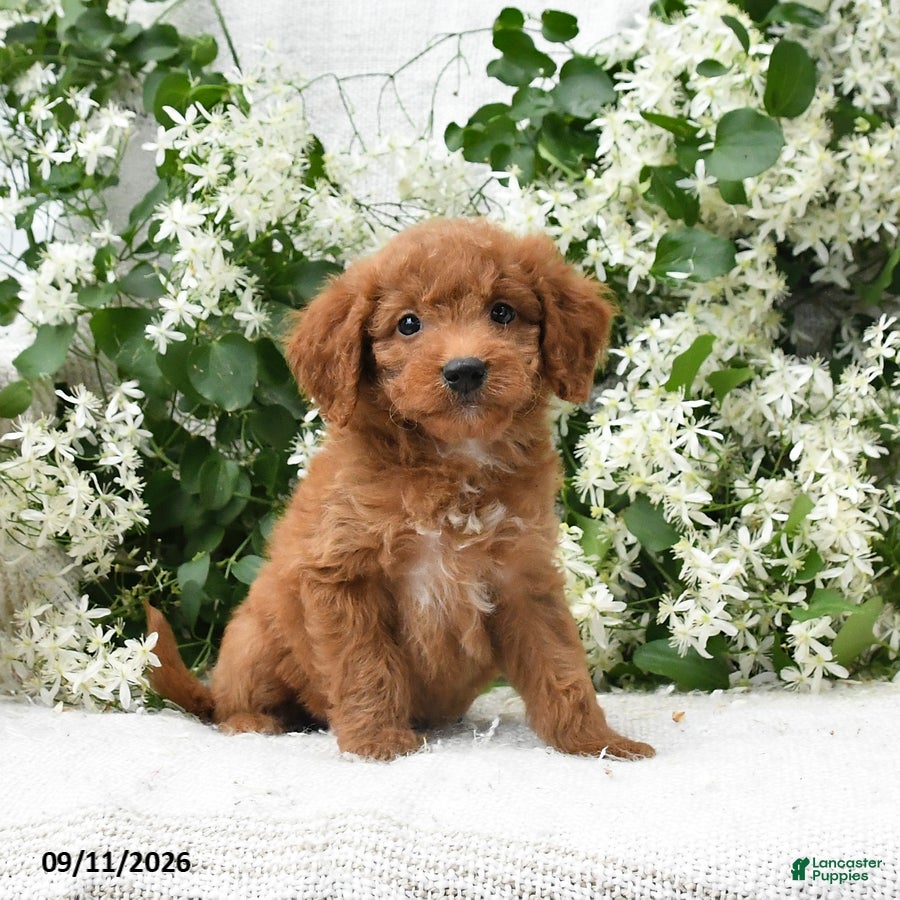 Goldendoodle dogs Jodi - Ad 1