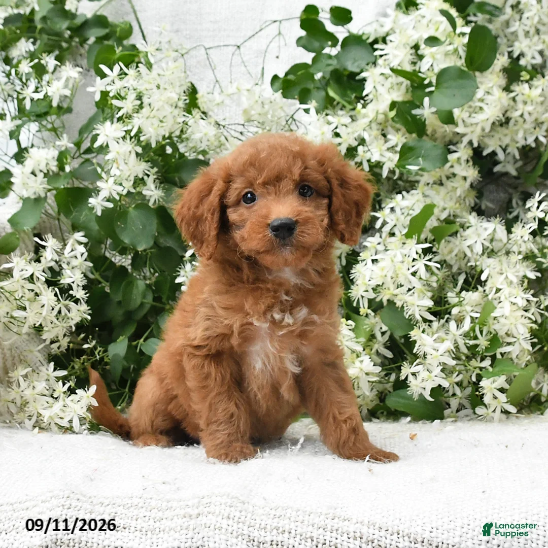 Goldendoodle dogs for sale: Jodi - Ad 1