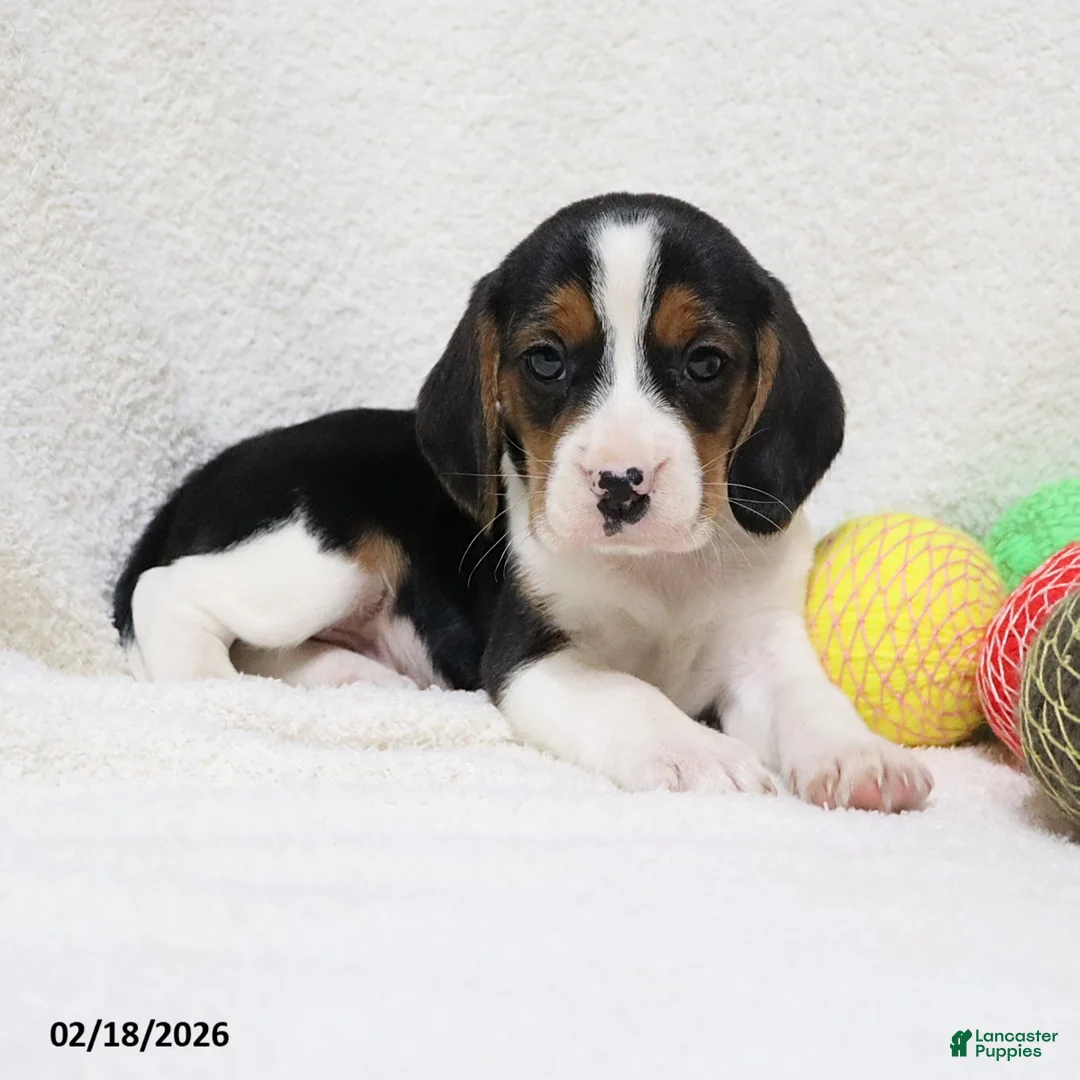 Beagle dogs for sale: Ned - Ad 1