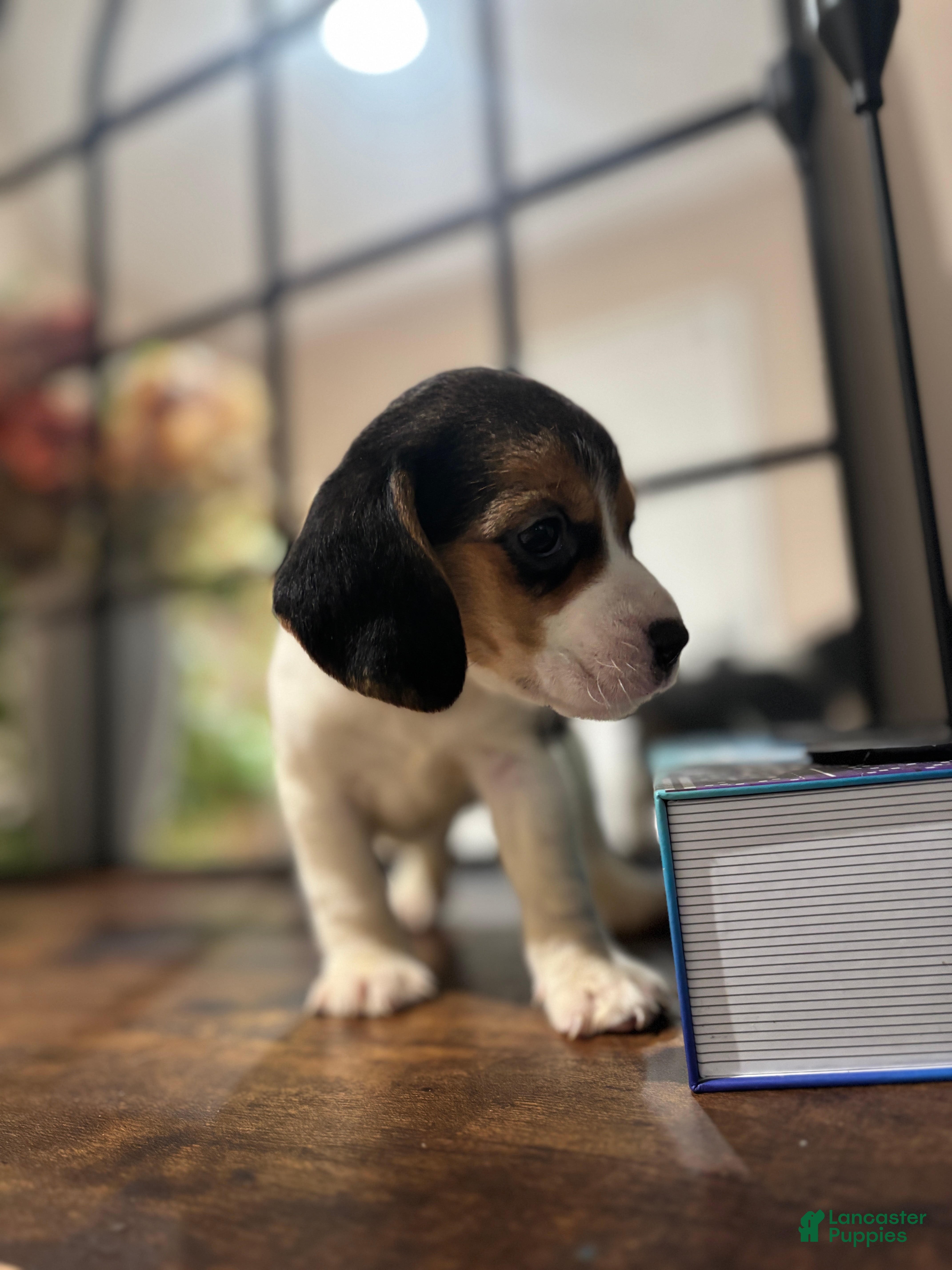 Beagle dogs Beagle Puppy 5 - Ad 8