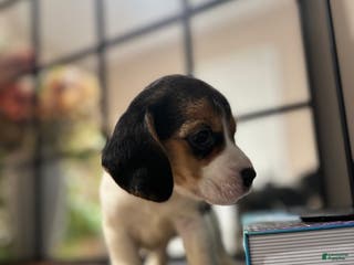 Beagle dogs Beagle Puppy 5 - Ad 9