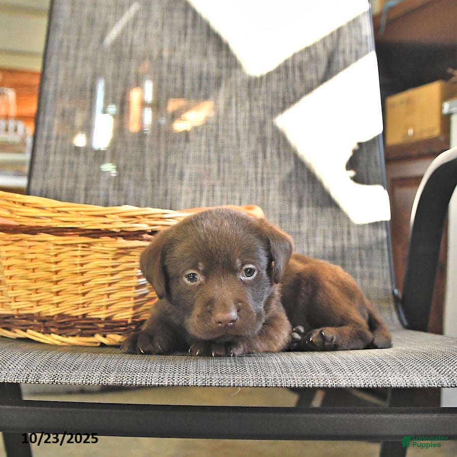 Labrador Retriever dogs Terry - Ad 5