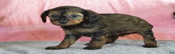 Yorkiepoo dogs for sale: Sunny - Ad 4