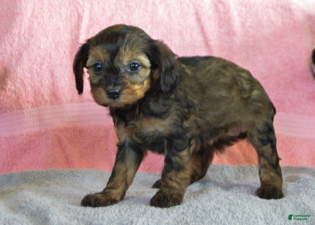Yorkiepoo dogs for sale: Sunny - Ad 4