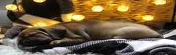 Puggle dogs for sale: Axel - Ad 4