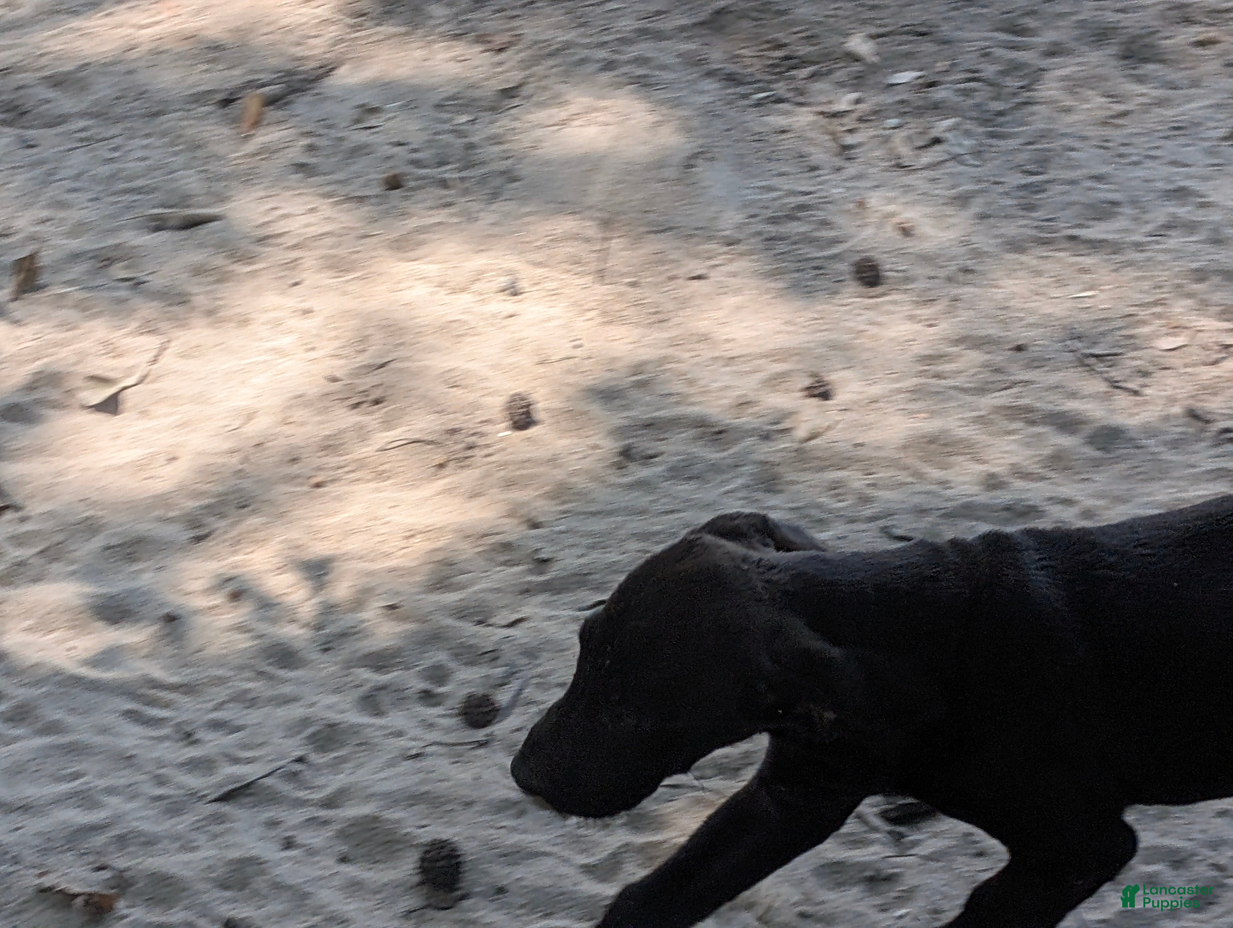 Labrador Retriever dogs Labrador Retriever 3 - Ad 1