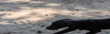 Labrador Retriever 3
