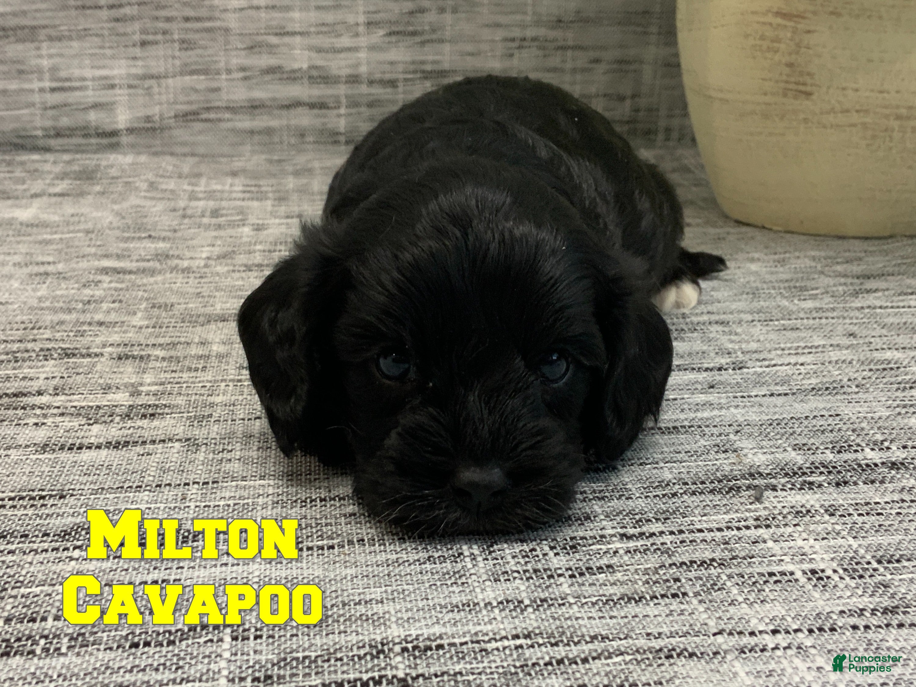 Cavapoo dogs Milton - Ad 22