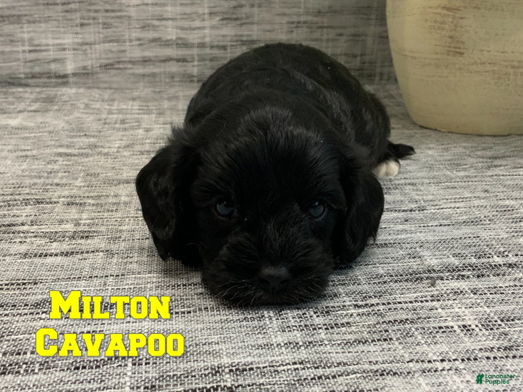 Cavapoo dogs for sale: Milton - Ad 1