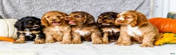 Cocker Spaniel dogs for sale: Polly - Ad 18