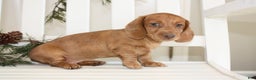 Miniature Dachshund dogs for sale: Bennett - Ad 4