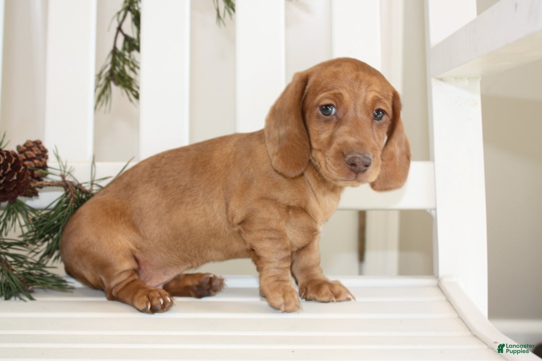 Miniature Dachshund dogs for sale: Bennett - Ad 4