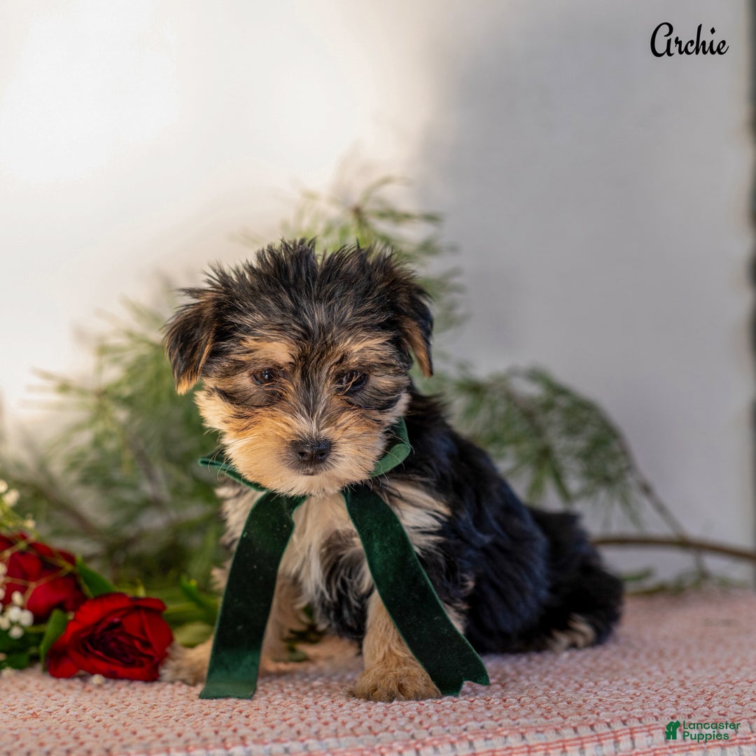 Morkie dogs for sale: Archie - Ad 3