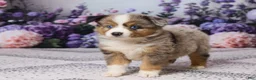 Miniature Australian Shepherd dogs for sale: Ronnie - Ad 5