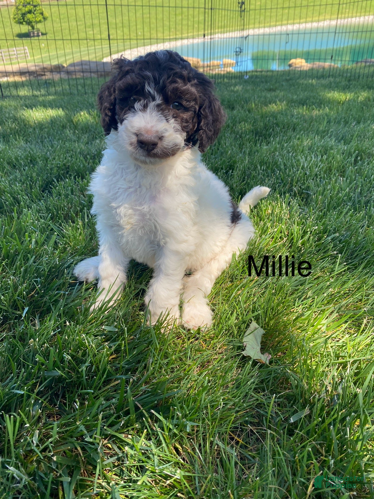 Labradoodle dogs F1bb Millie - Ad 2