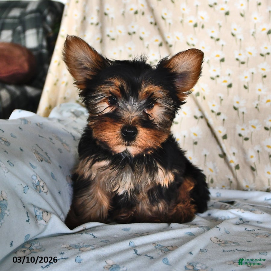 Yorkshire Terrier dogs Rocky - Ad 1