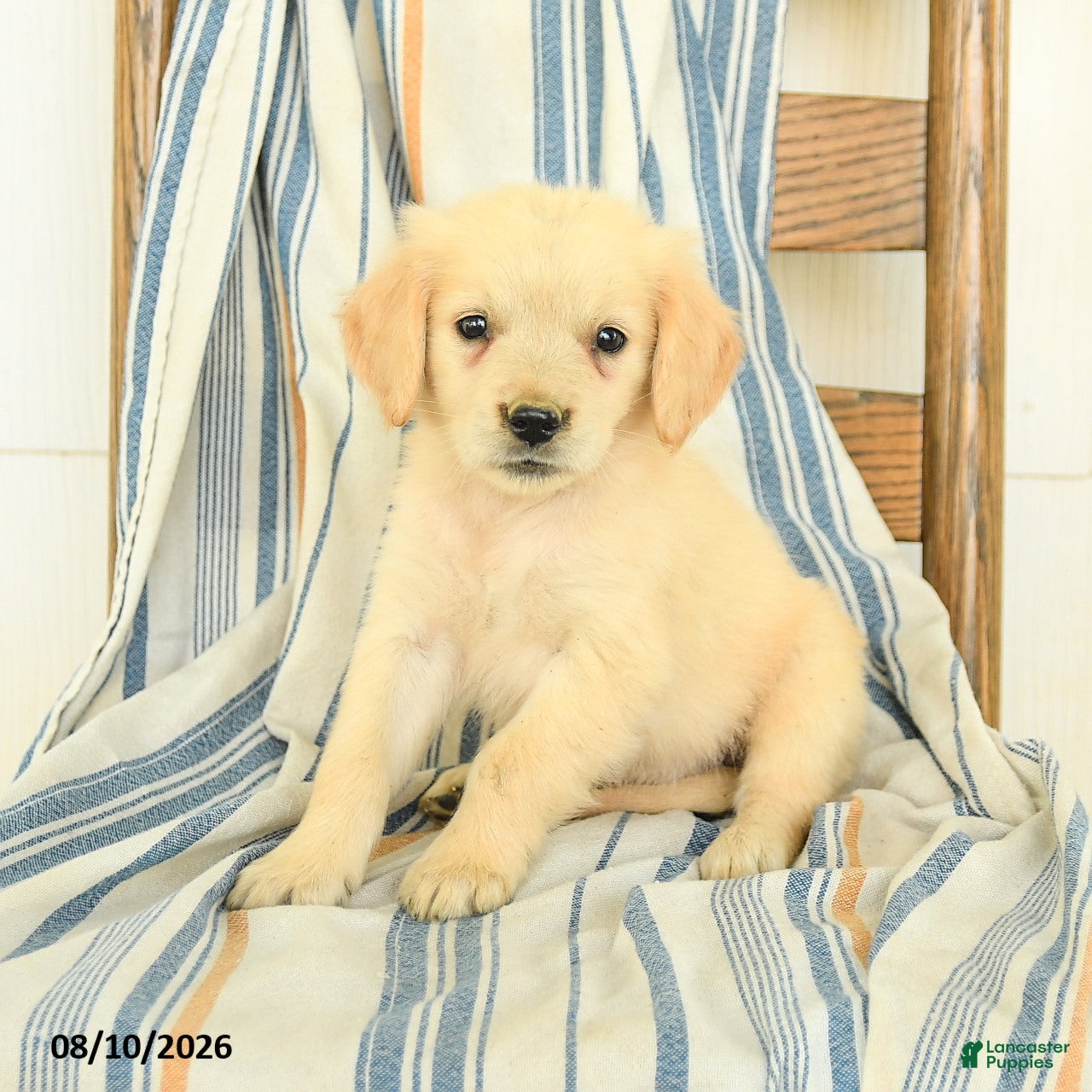 Golden Retriever dogs Jasmine - Ad 2