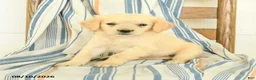 Golden Retriever dogs for sale: Jasmine - Ad 2