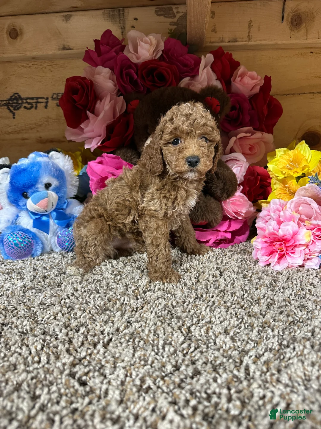 Toy Poodle dogs for sale: Toy Poodle Puppy 2 - Ad 2