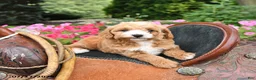 Mini Goldendoodle dogs for sale: Buttons - Ad 1