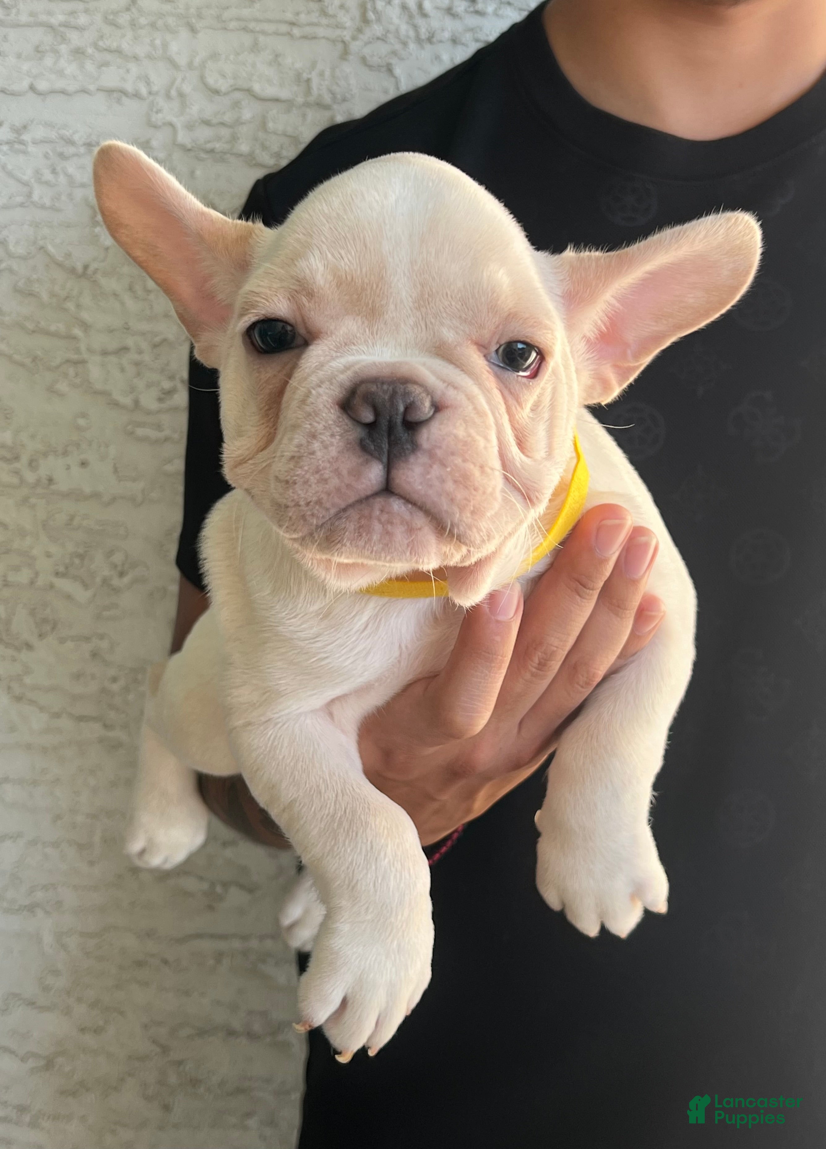 French Bulldog dogs for sale: Boy 1 - Ad 2