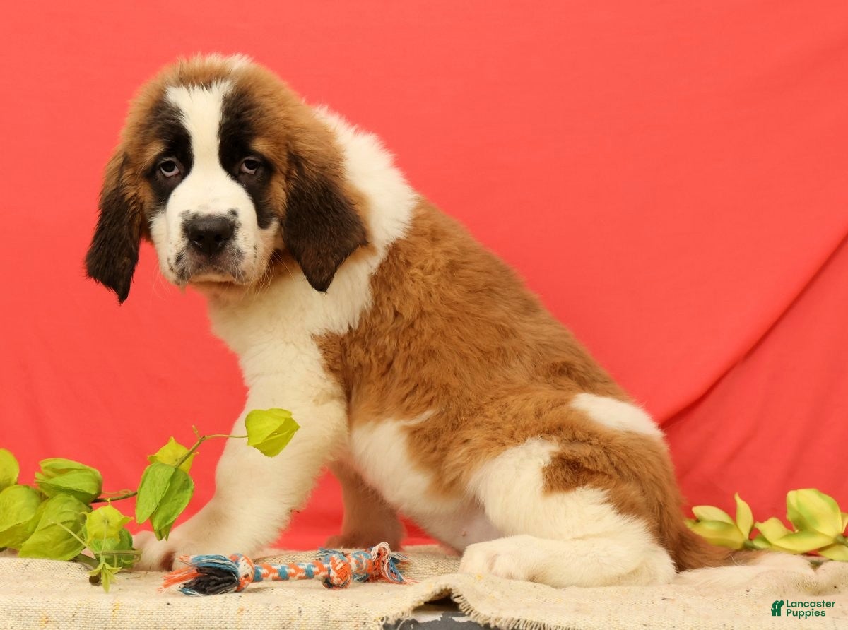 Saint Bernard dogs for sale: Everest - Ad 2