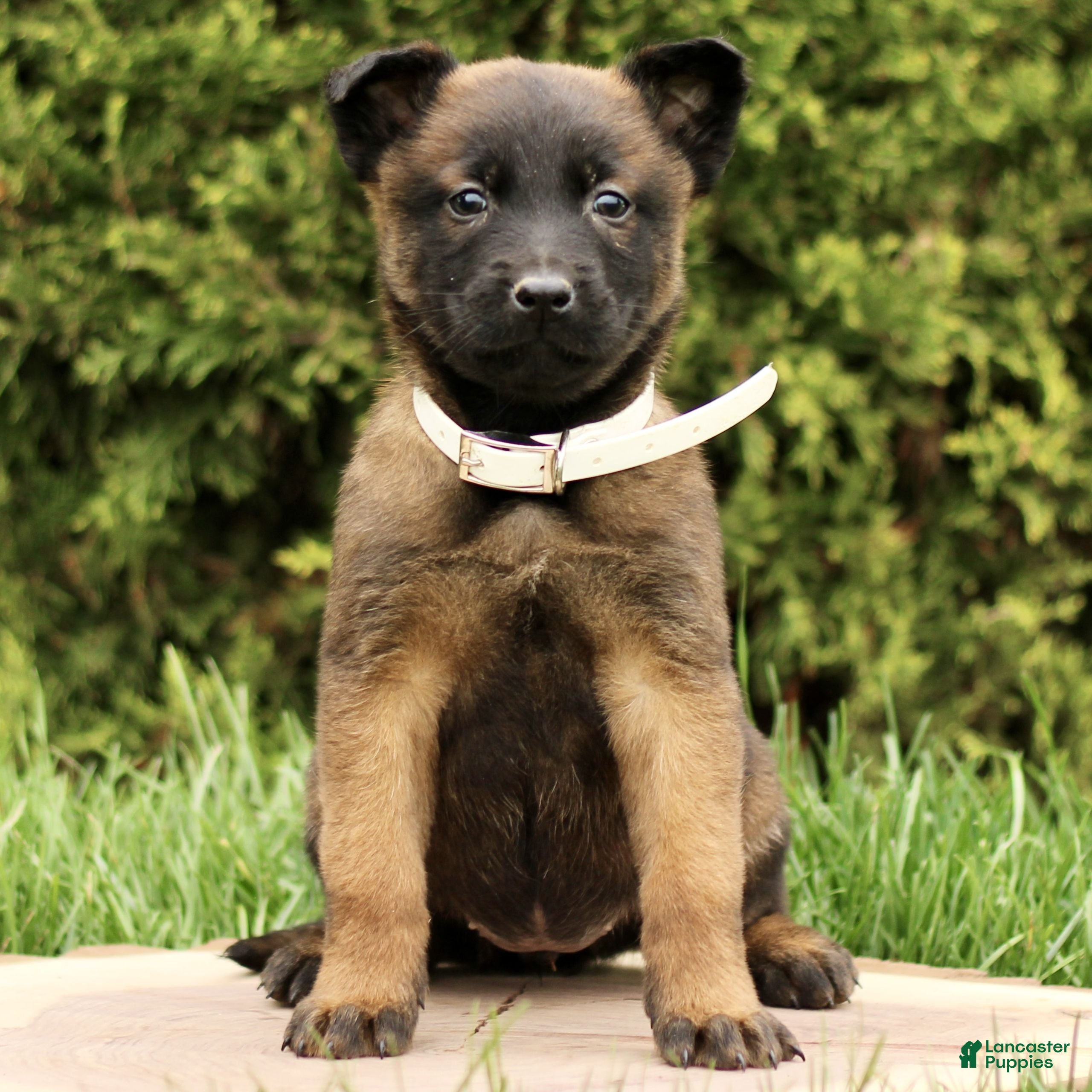 Belgian Malinois dogs Shana  - Ad 2