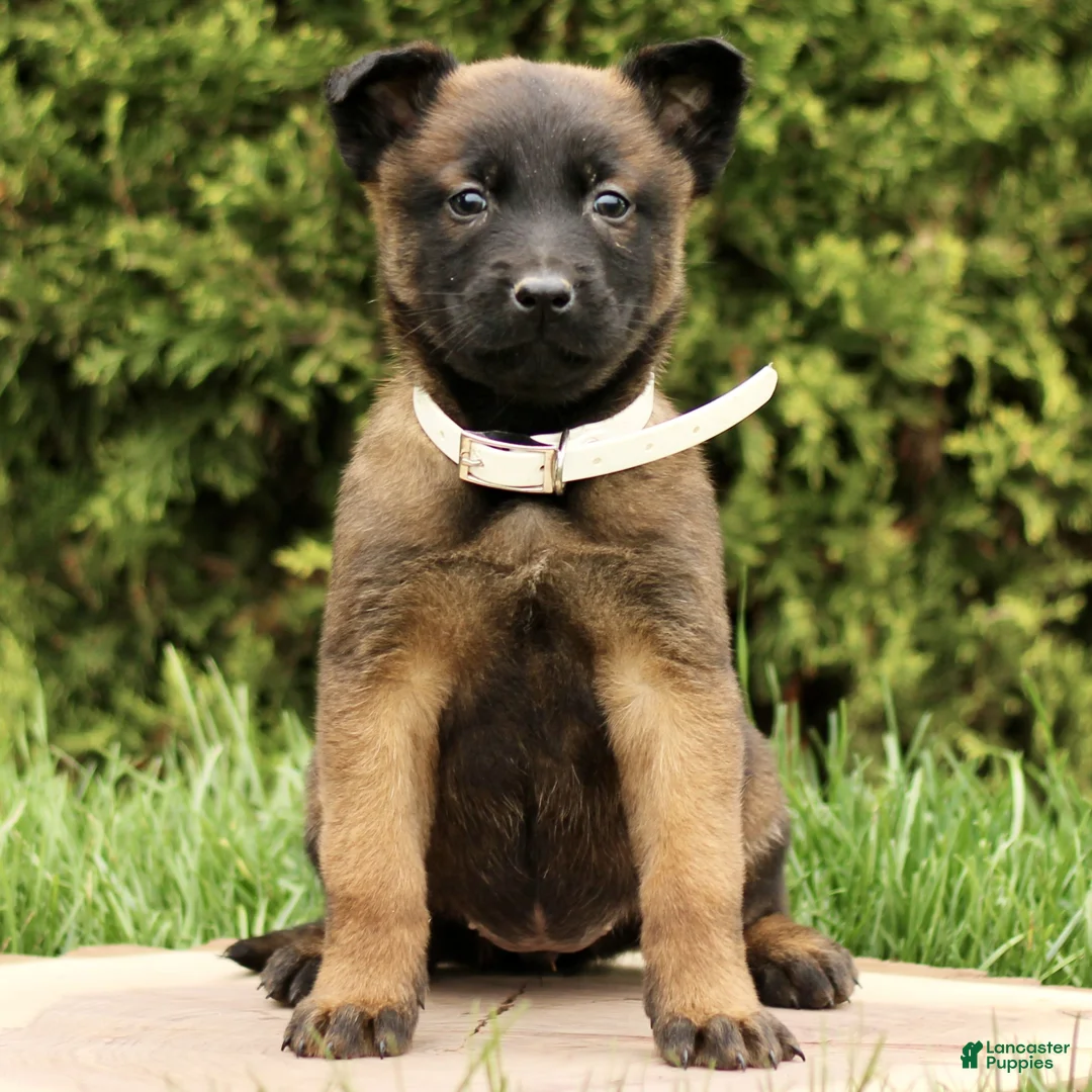 Belgian Malinois dogs for sale: Shana  - Ad 2