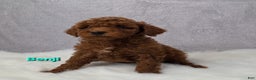Miniature Poodle dogs for sale: Benji  - Ad 5