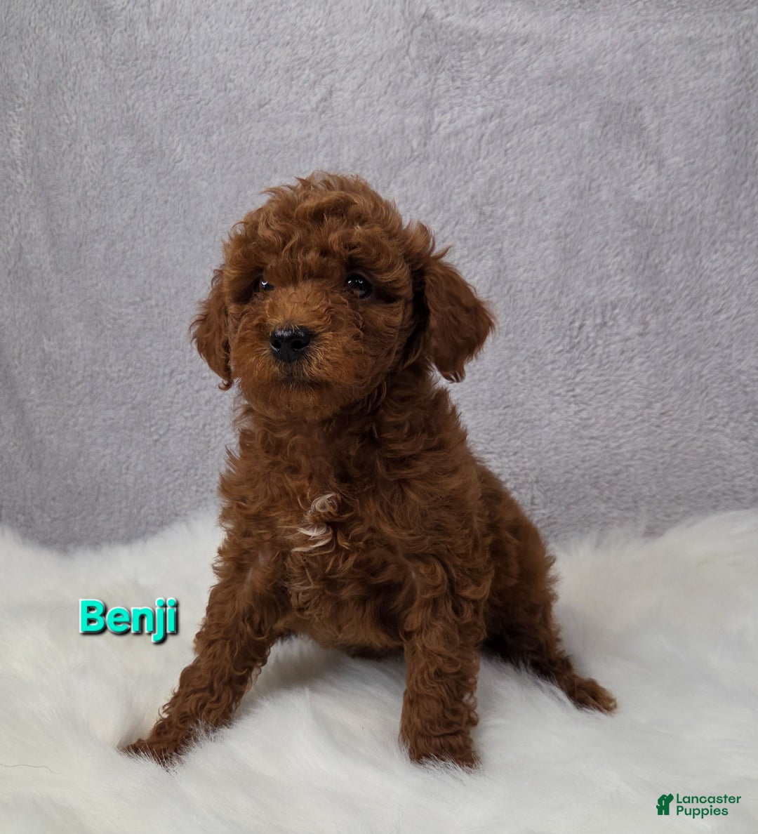 Miniature Poodle dogs for sale: Benji  - Ad 5