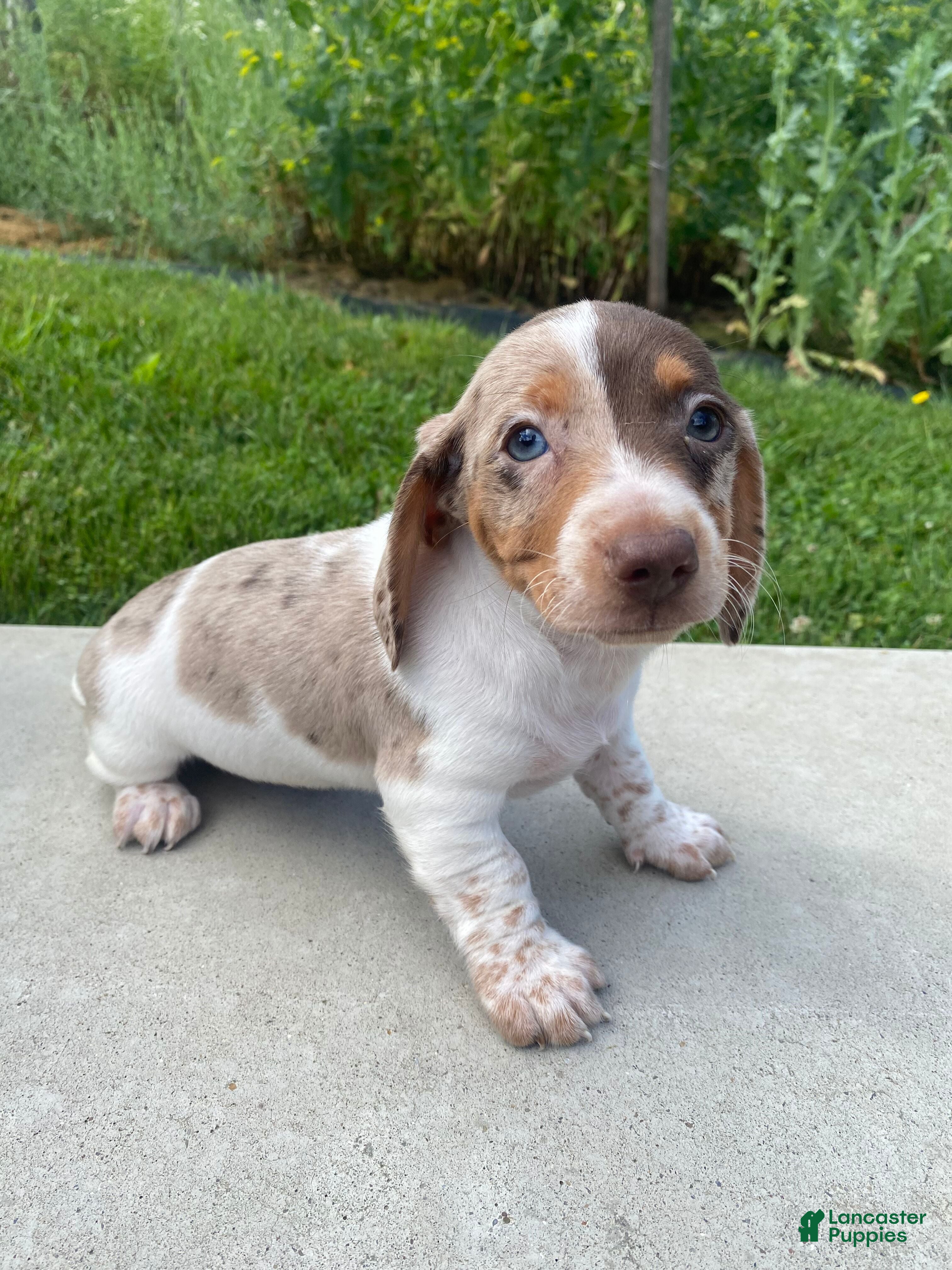 Miniature Dachshund dogs Tilly - Ad 1