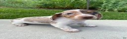 Miniature Dachshund dogs for sale: Tilly - Ad 1