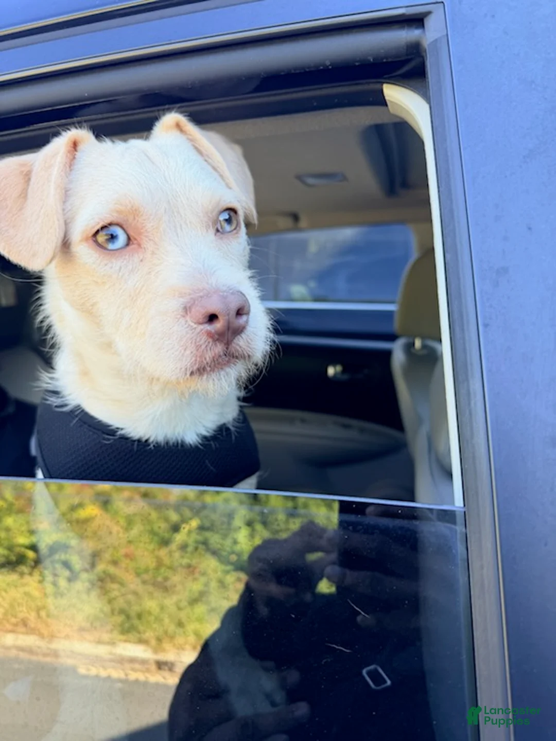 Mixed Breed dogs for sale: Winter - Ad 5