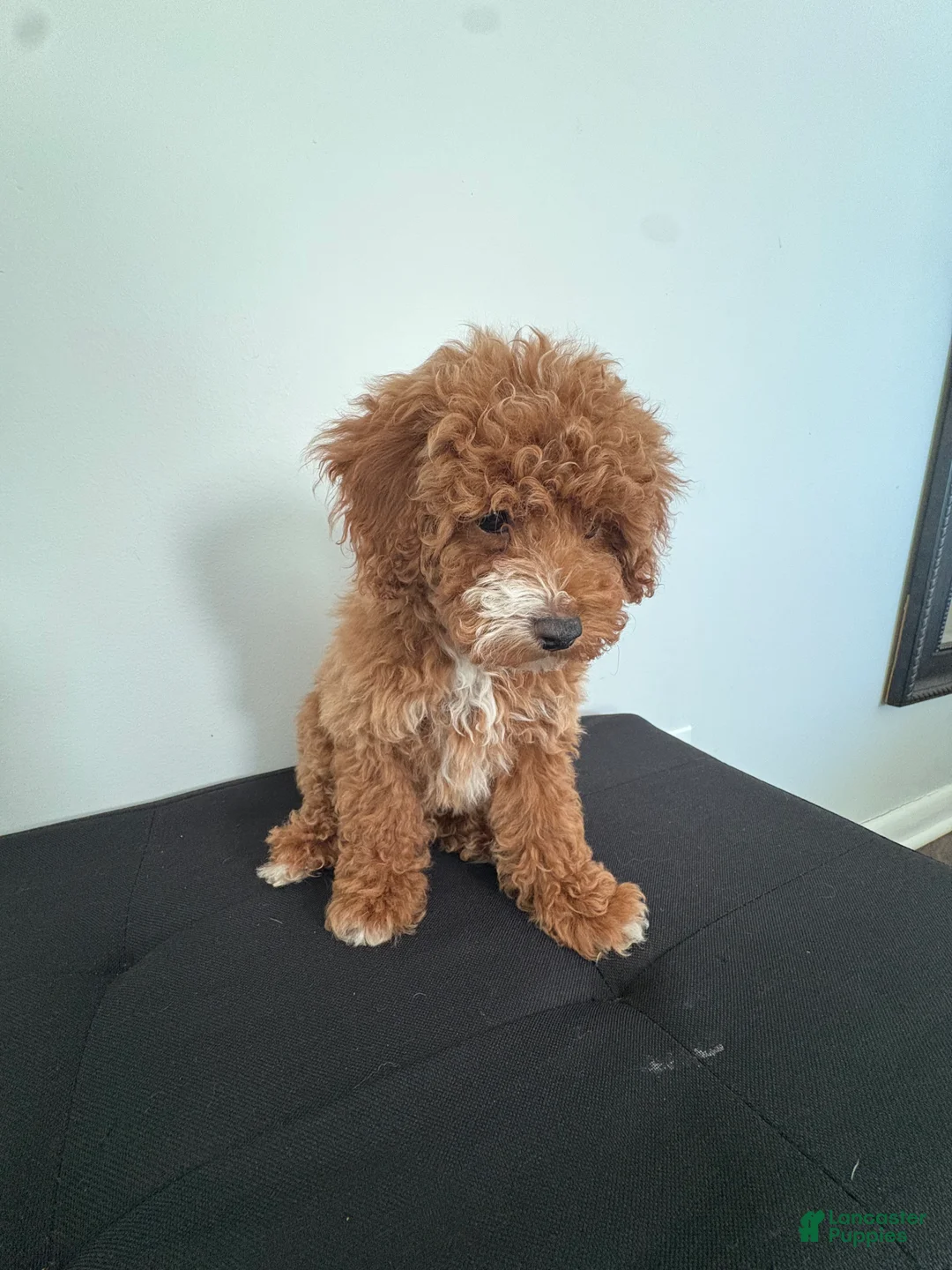 Miniature Poodle dogs for sale: Hendrix - Ad 2