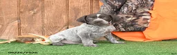 German Shorthaired Pointer dogs for sale: Shiloh - Ad 3