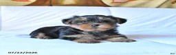 Yorkshire Terrier dogs for sale: Rolo - Ad 4