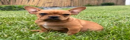 French Bulldog dogs for sale: Durango - Ad 4