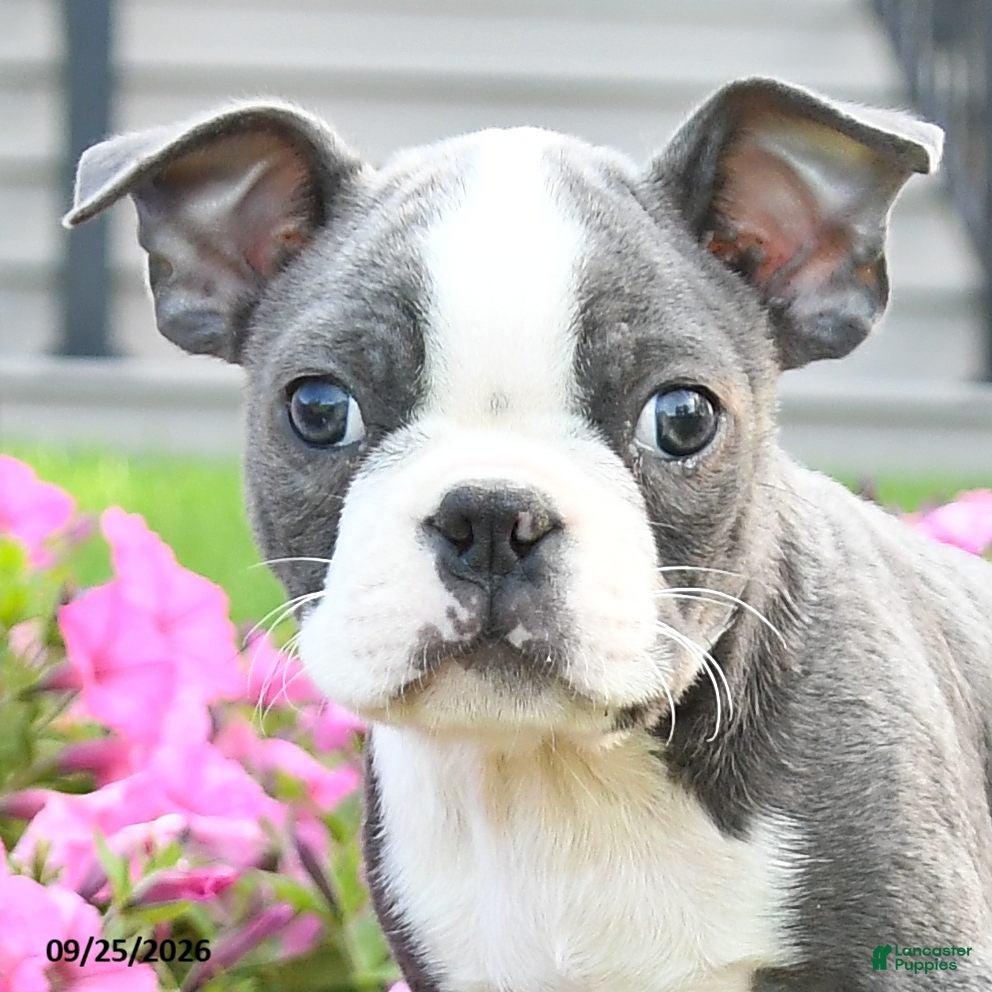 Boston Terrier dogs Jep - Ad 2