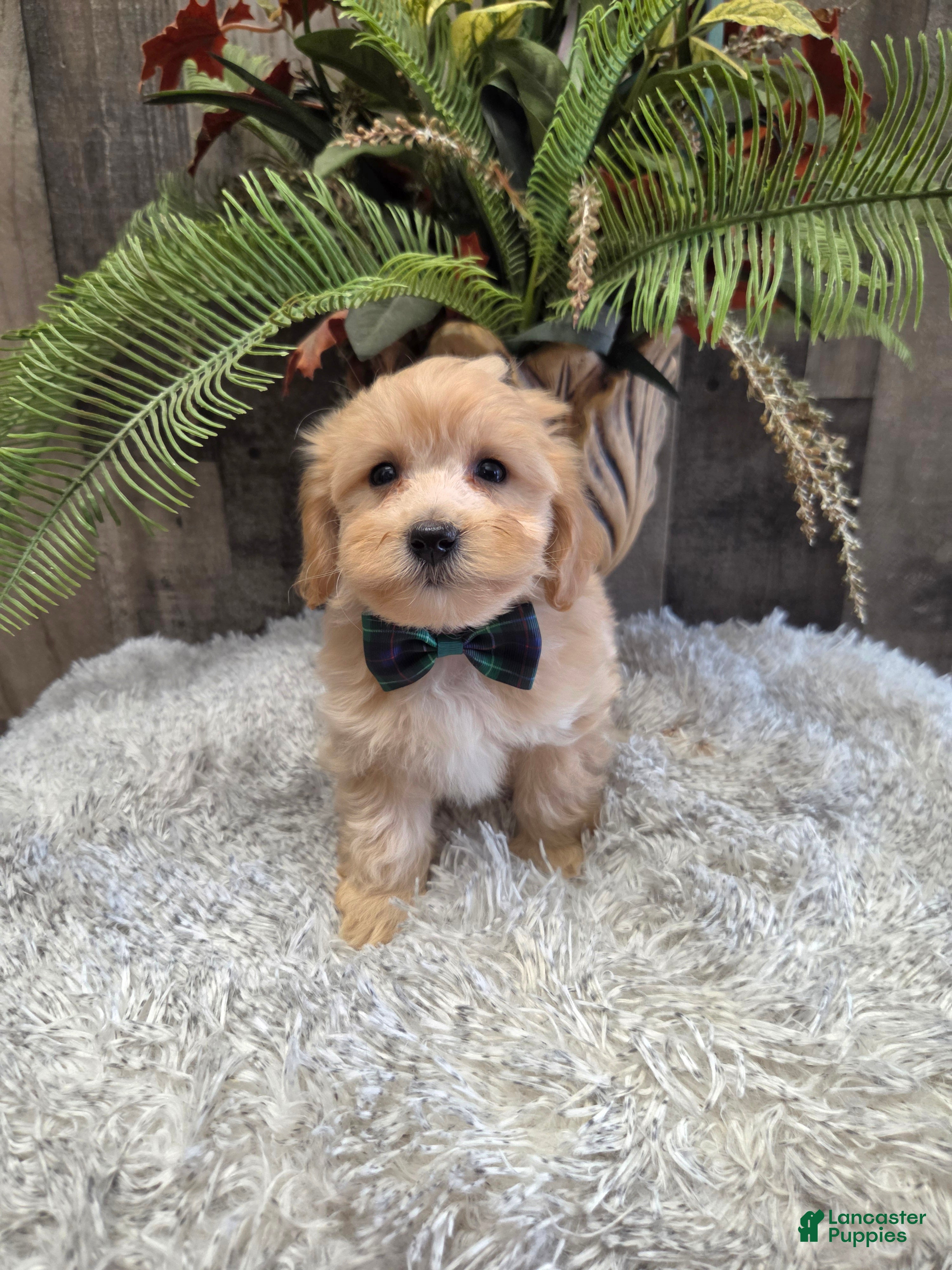 Maltipoo dogs Buster - Ad 2