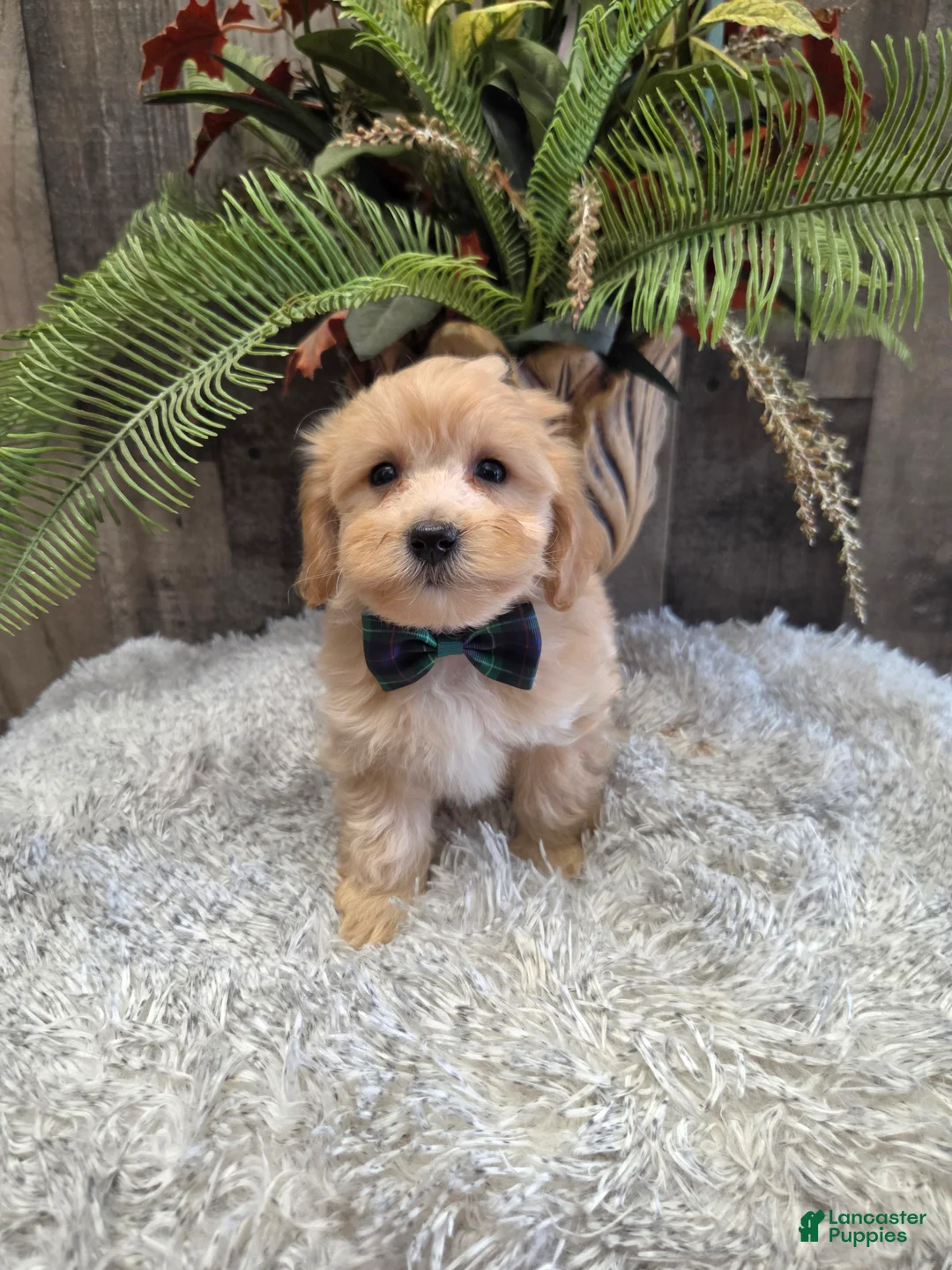 Maltipoo dogs for sale: Buster - Ad 2