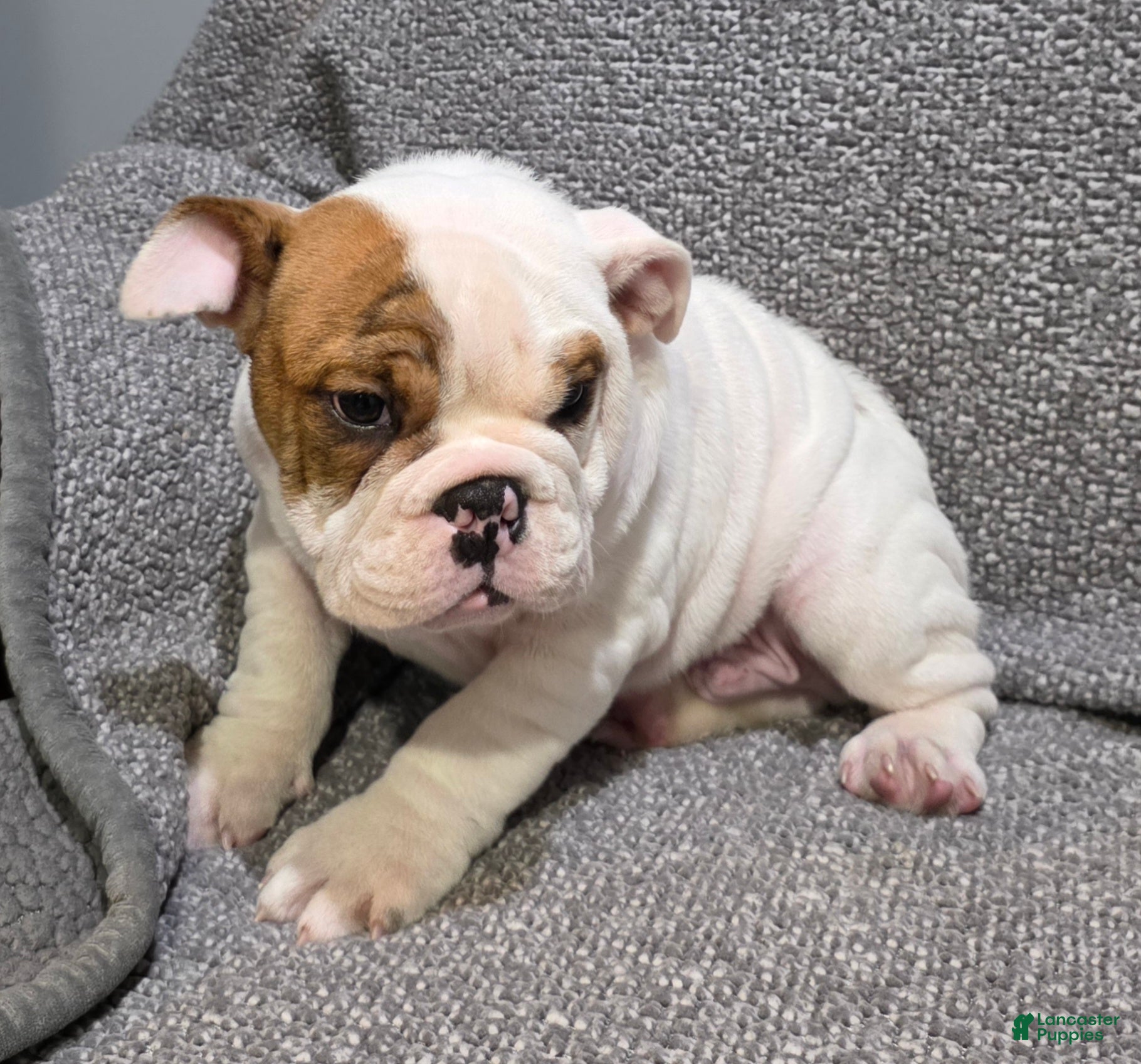 English Bulldog dogs Allen - Ad 2