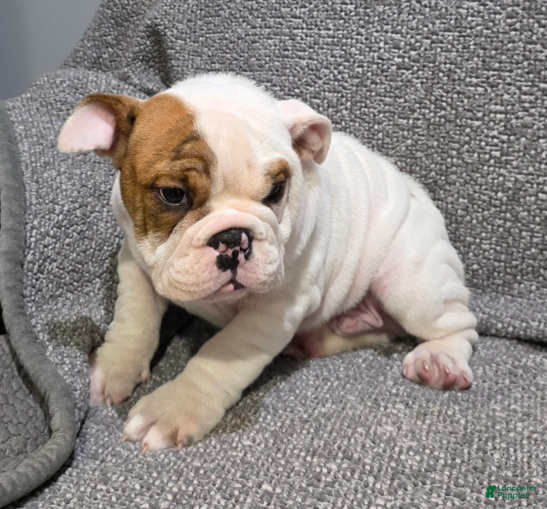 English Bulldog dogs for sale: Allen - Ad 2