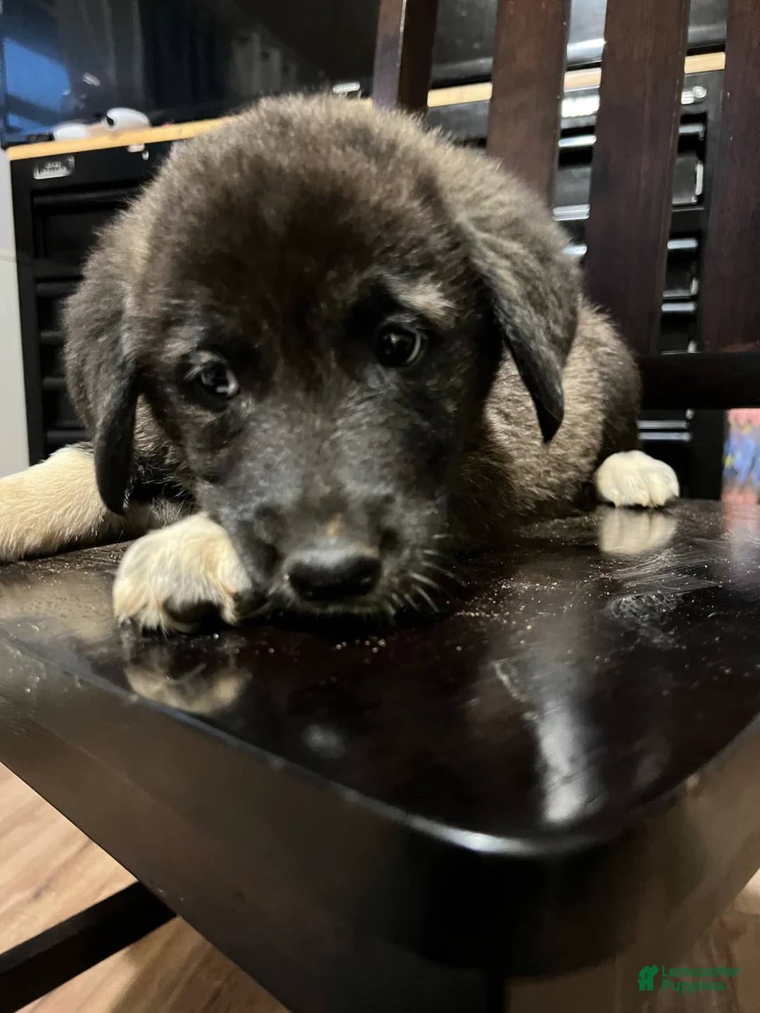 Mixed Breed dogs for sale: Mixed Breed Puppy 1 - Ad 1