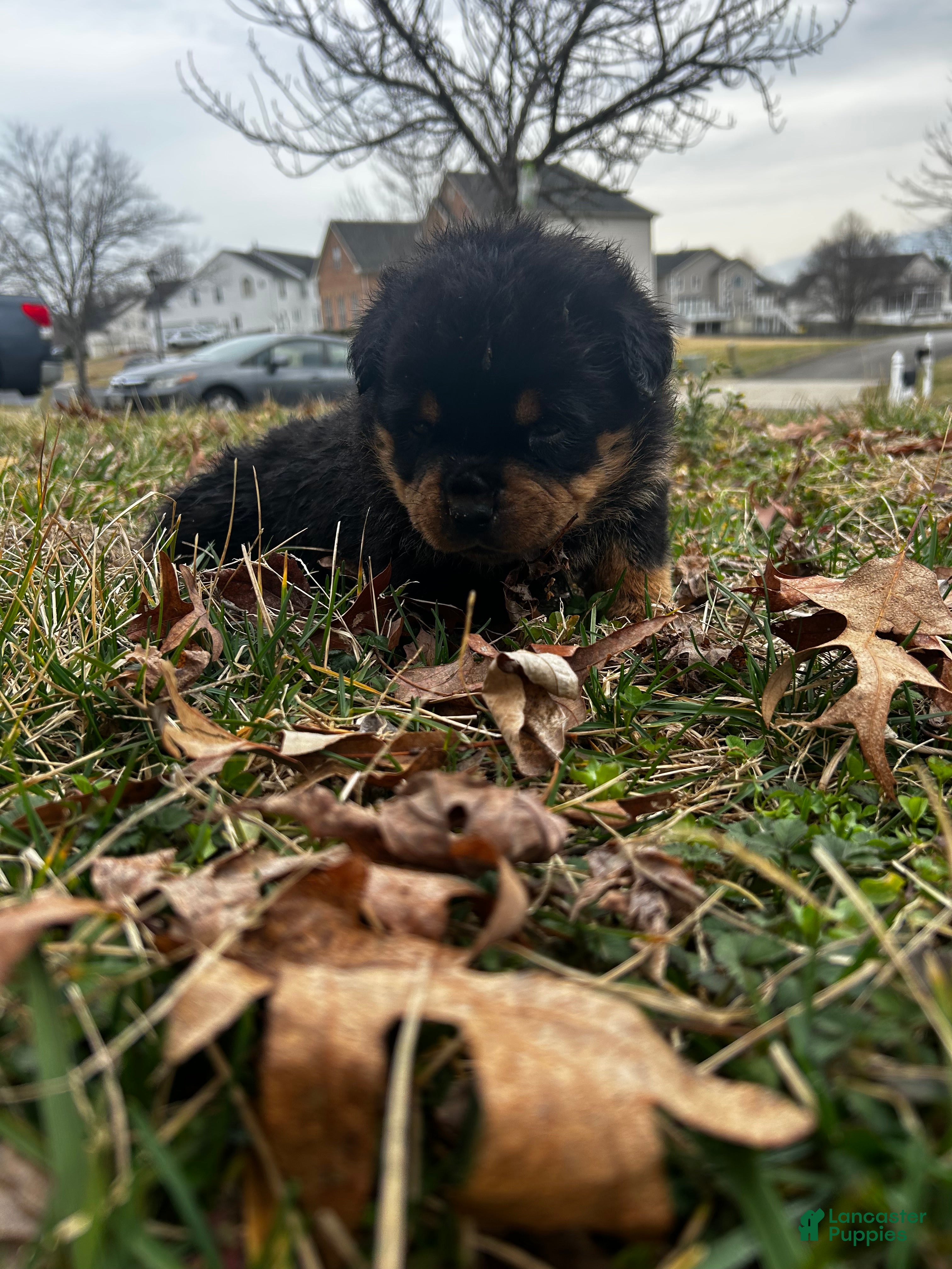 Rottweiler dogs Rottweiler Puppy 1 - Ad 2